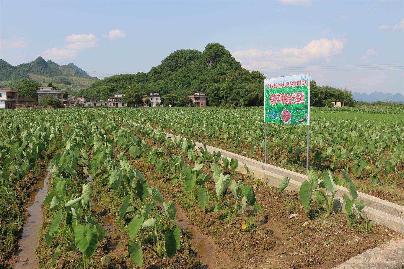 管家婆资料公开网站