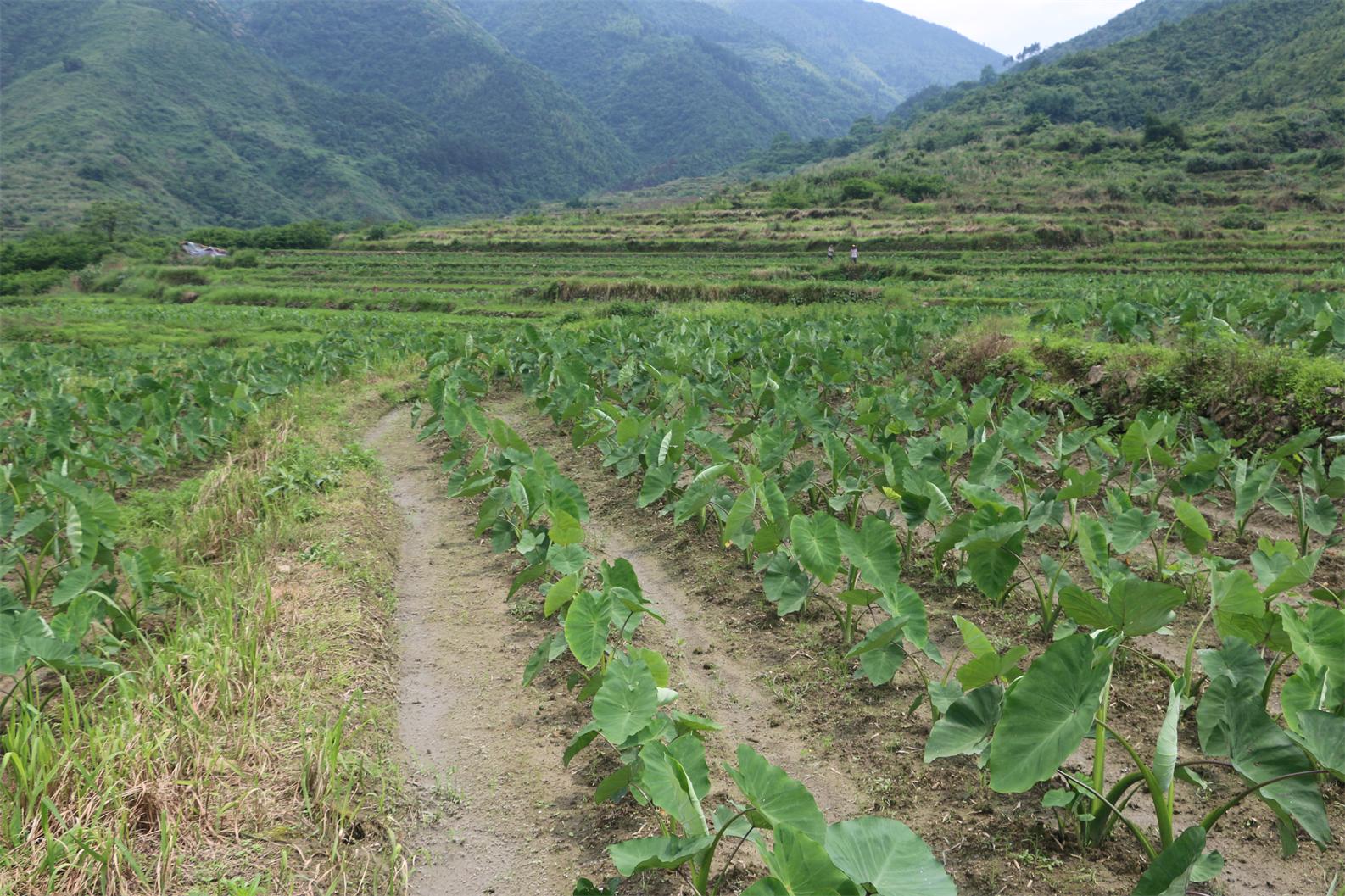 管家婆资料公开网站