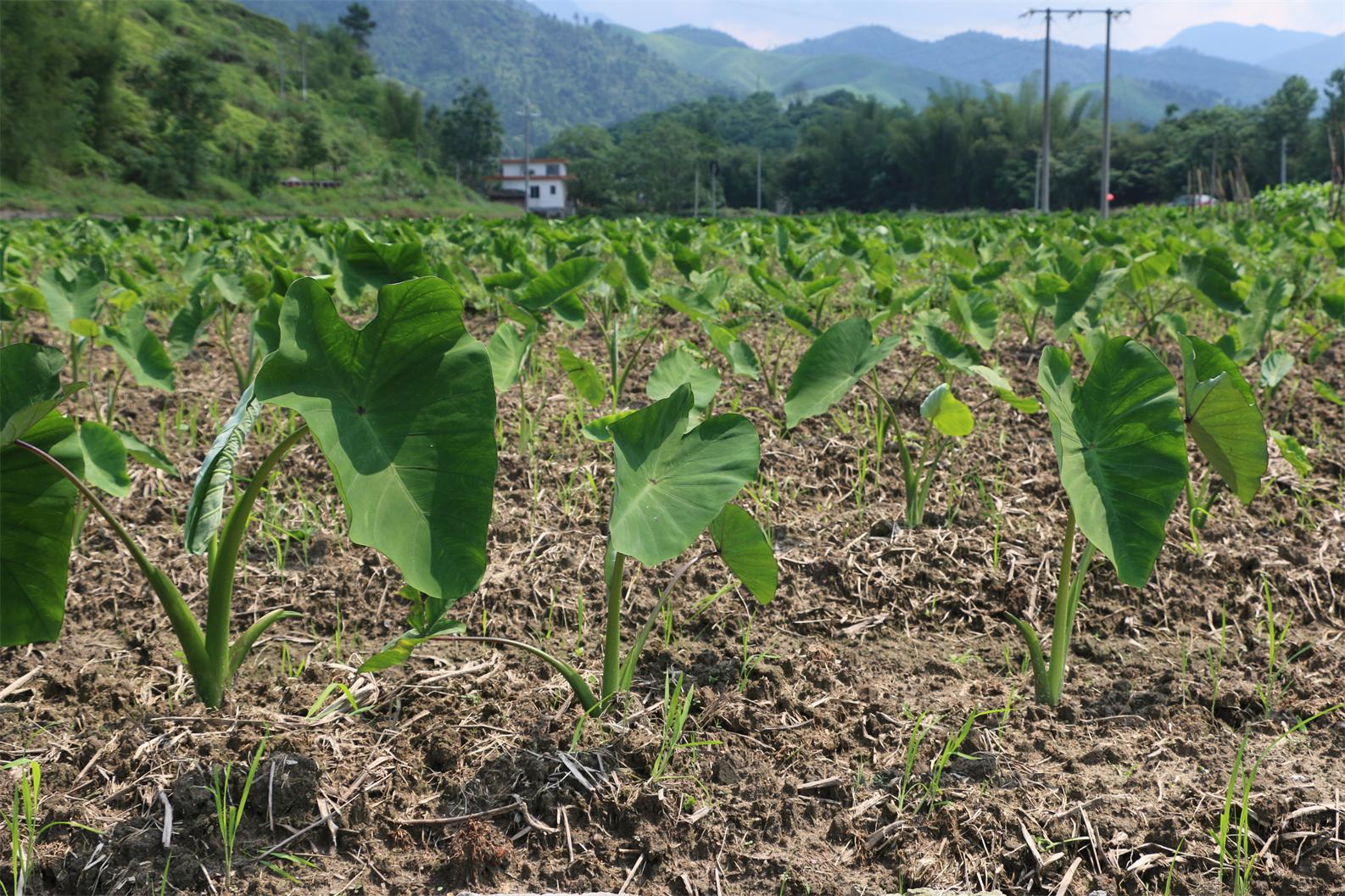 管家婆资料公开网站